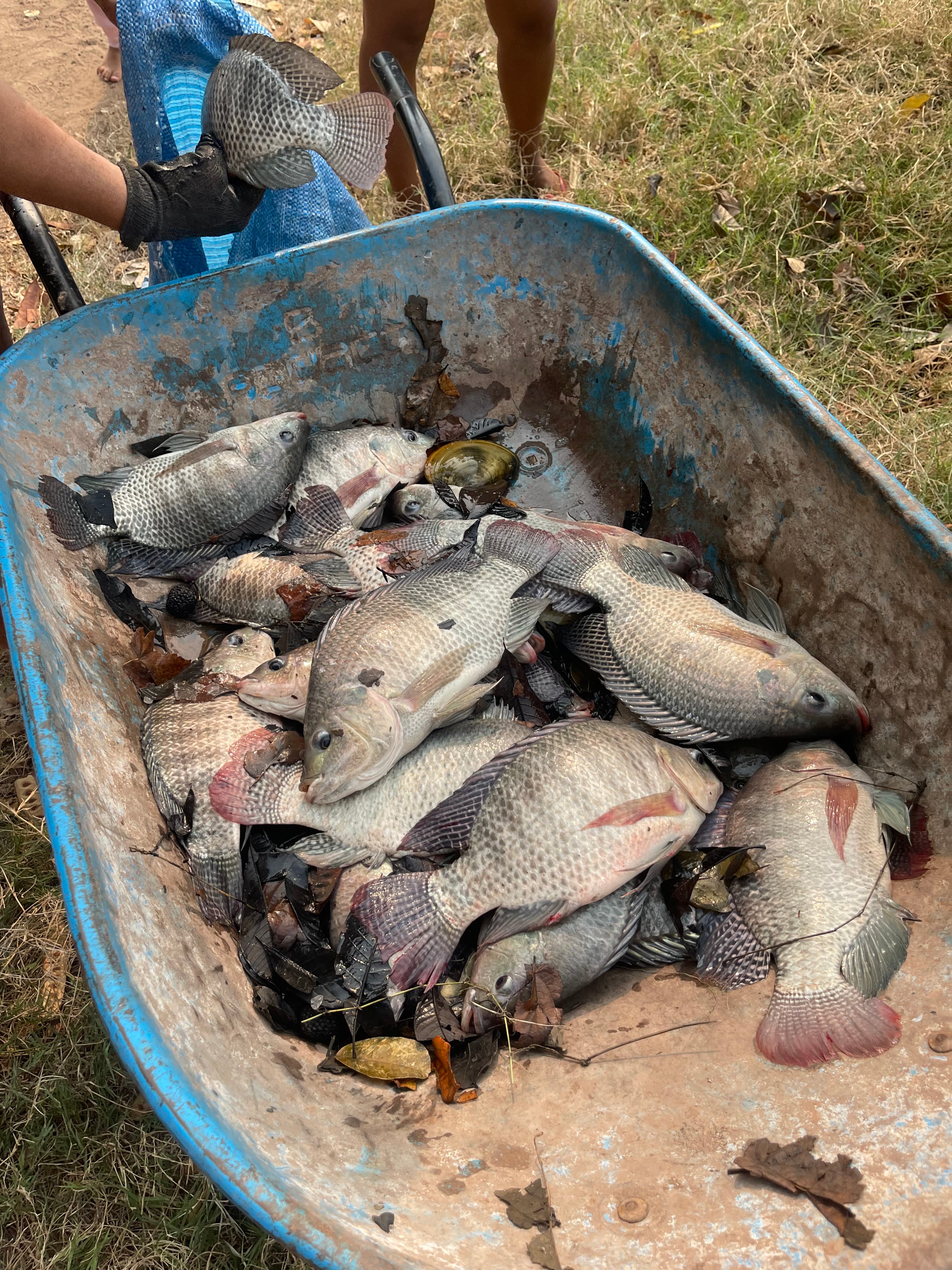 Pescados frescos