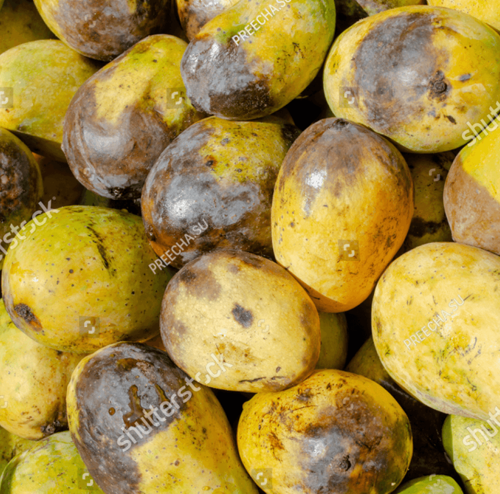 TEST MANGO