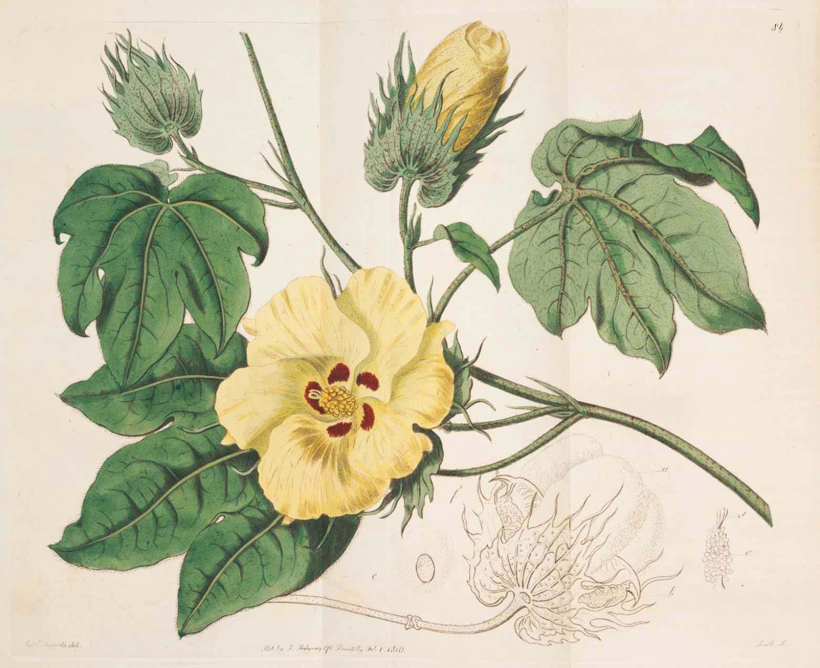 Algodón Nativo