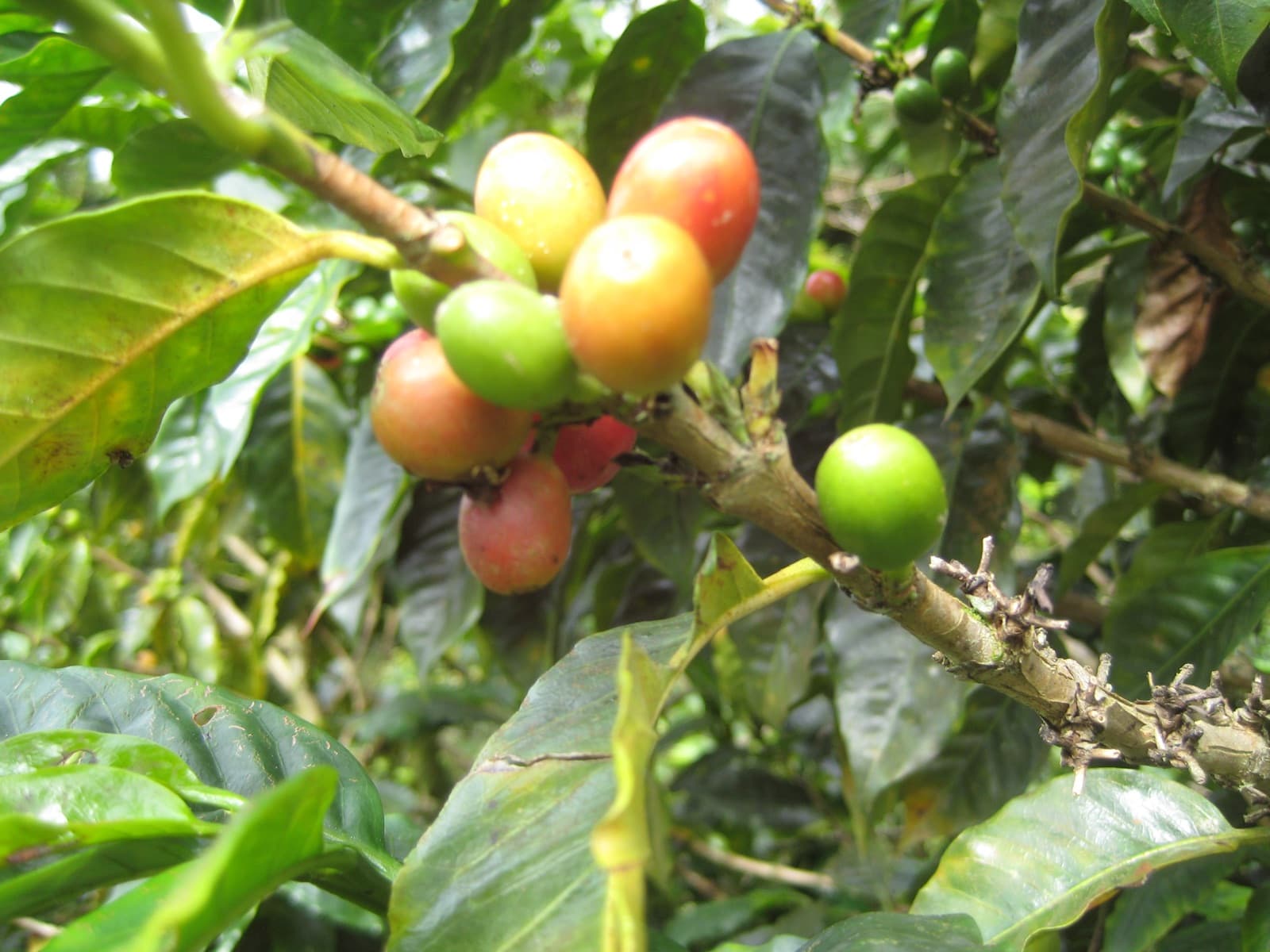 Café