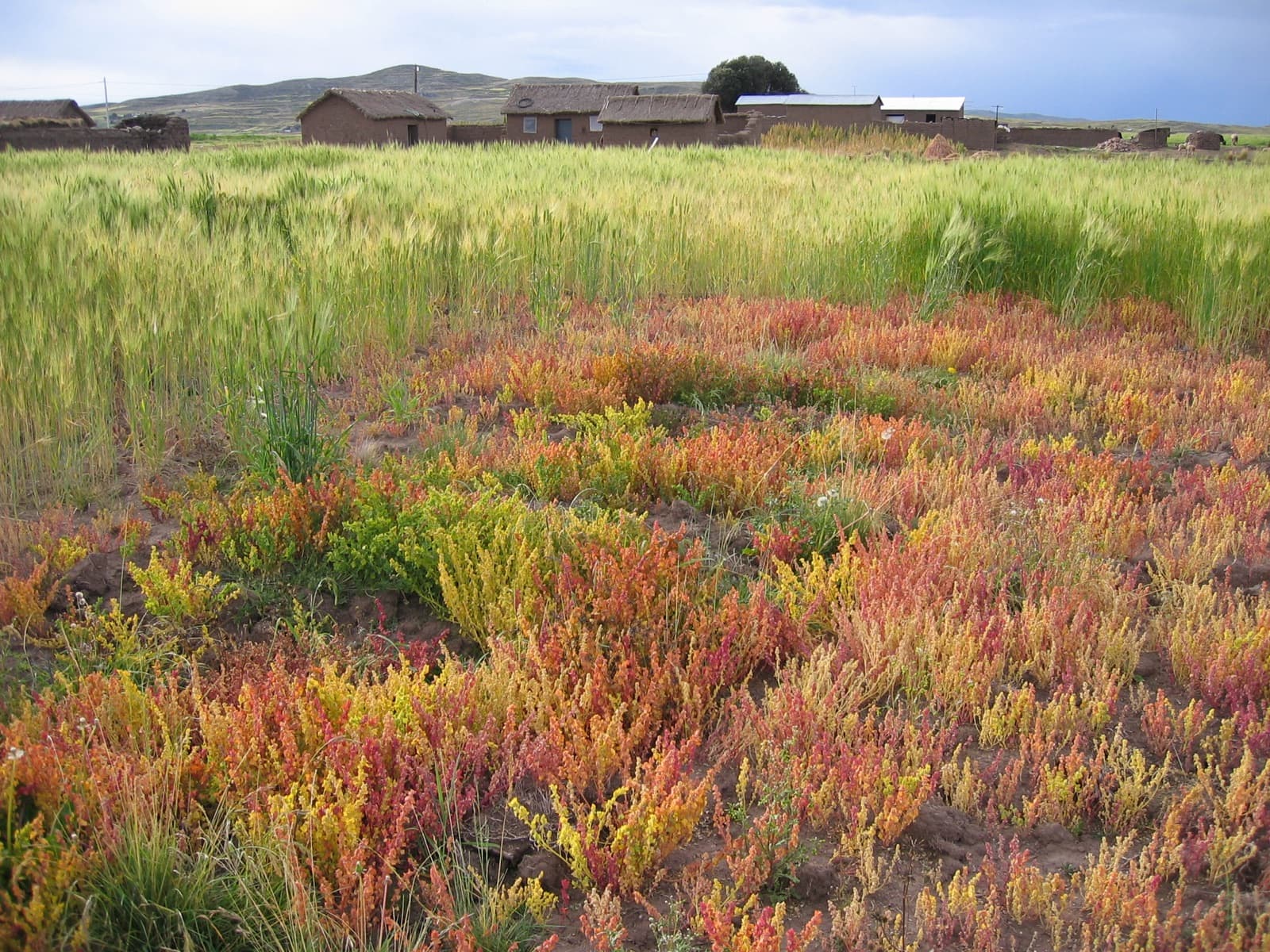 Cañihua