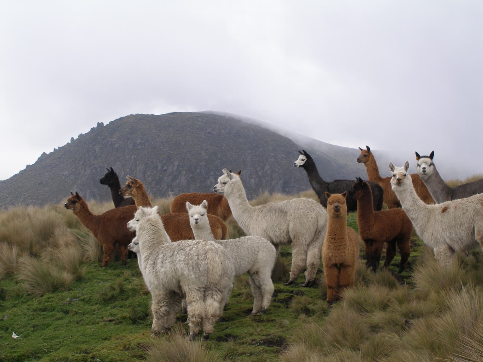 Fibra de Alpaca