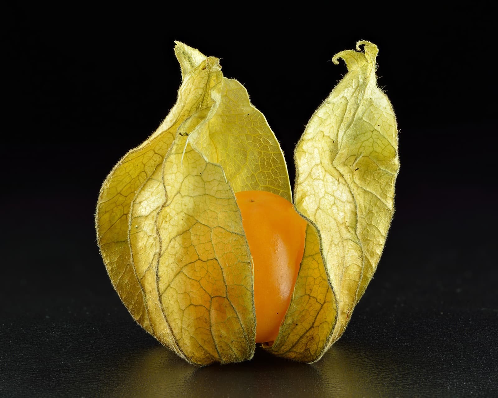 Frutas Nativas Andinas