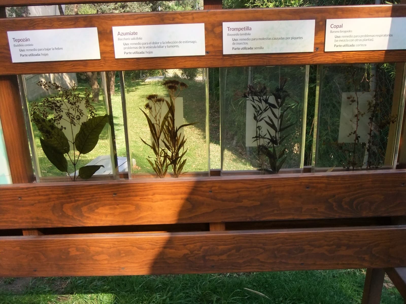 Plantas Medicinales