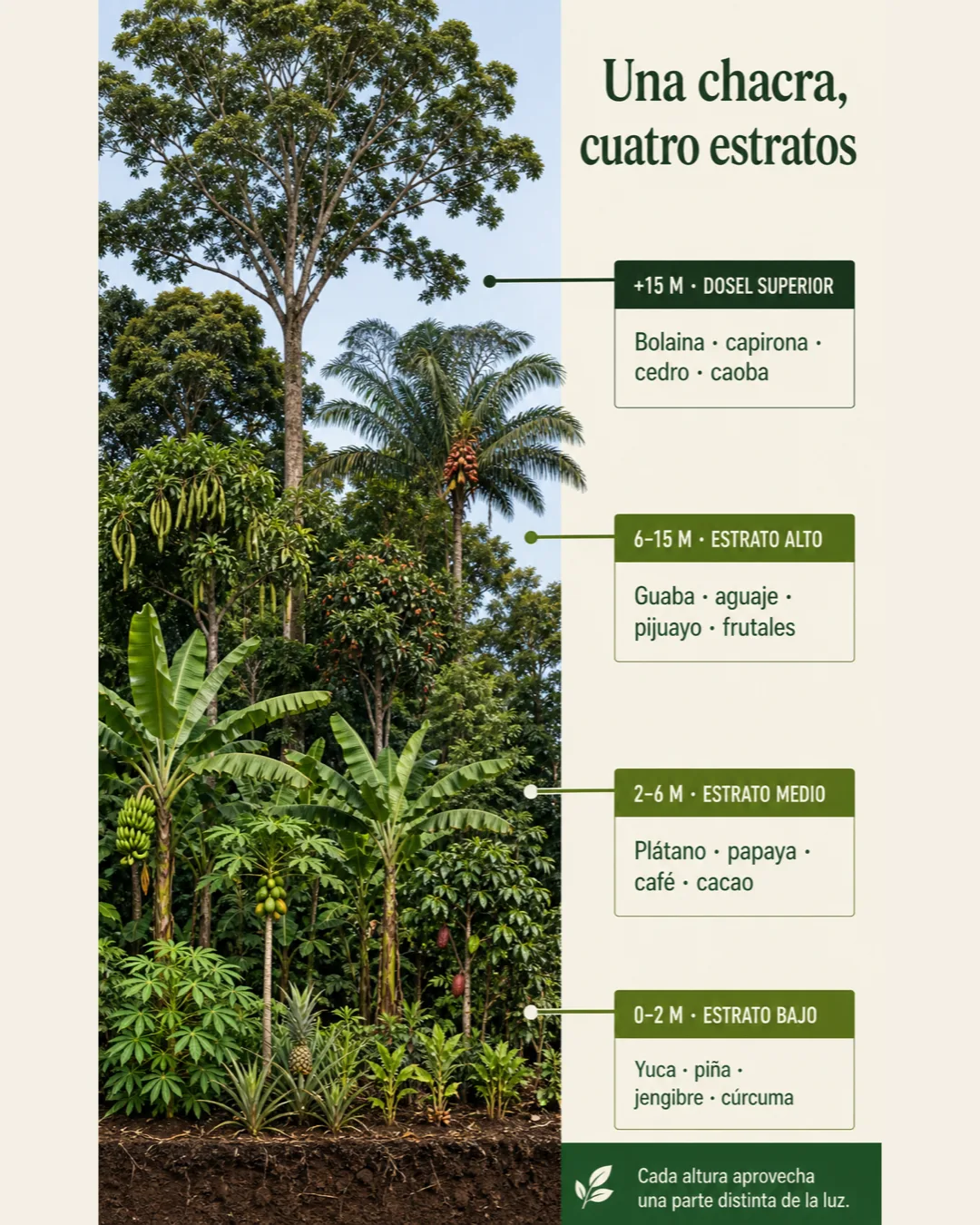 Los cuatro estratos de una chacra agroforestal amazónica, desde cultivos bajos hasta árboles maderables del dosel superior