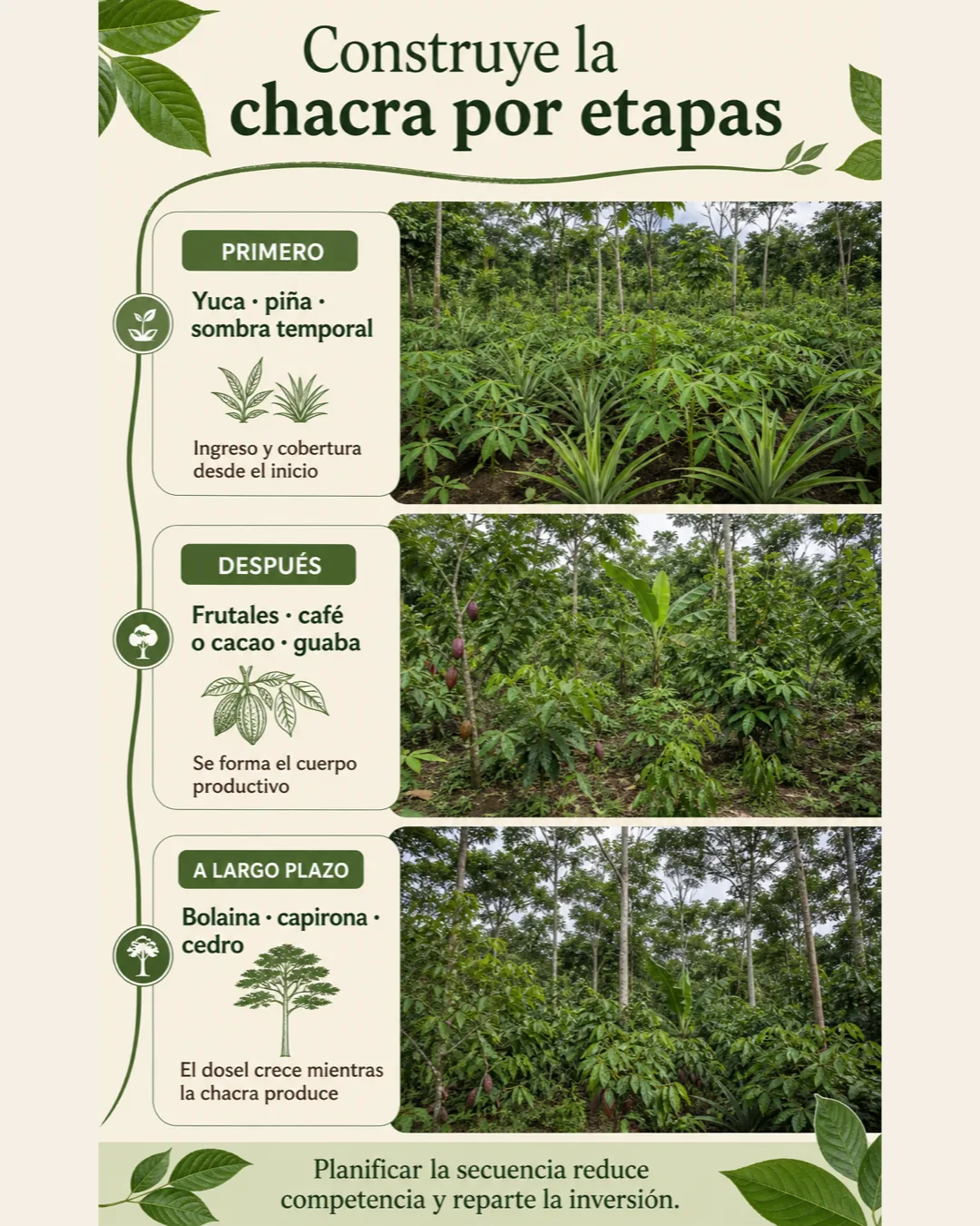 Secuencia para establecer una chacra agroforestal: cultivos de ciclo corto, luego frutales y cacao o café, y finalmente maderables de largo plazo