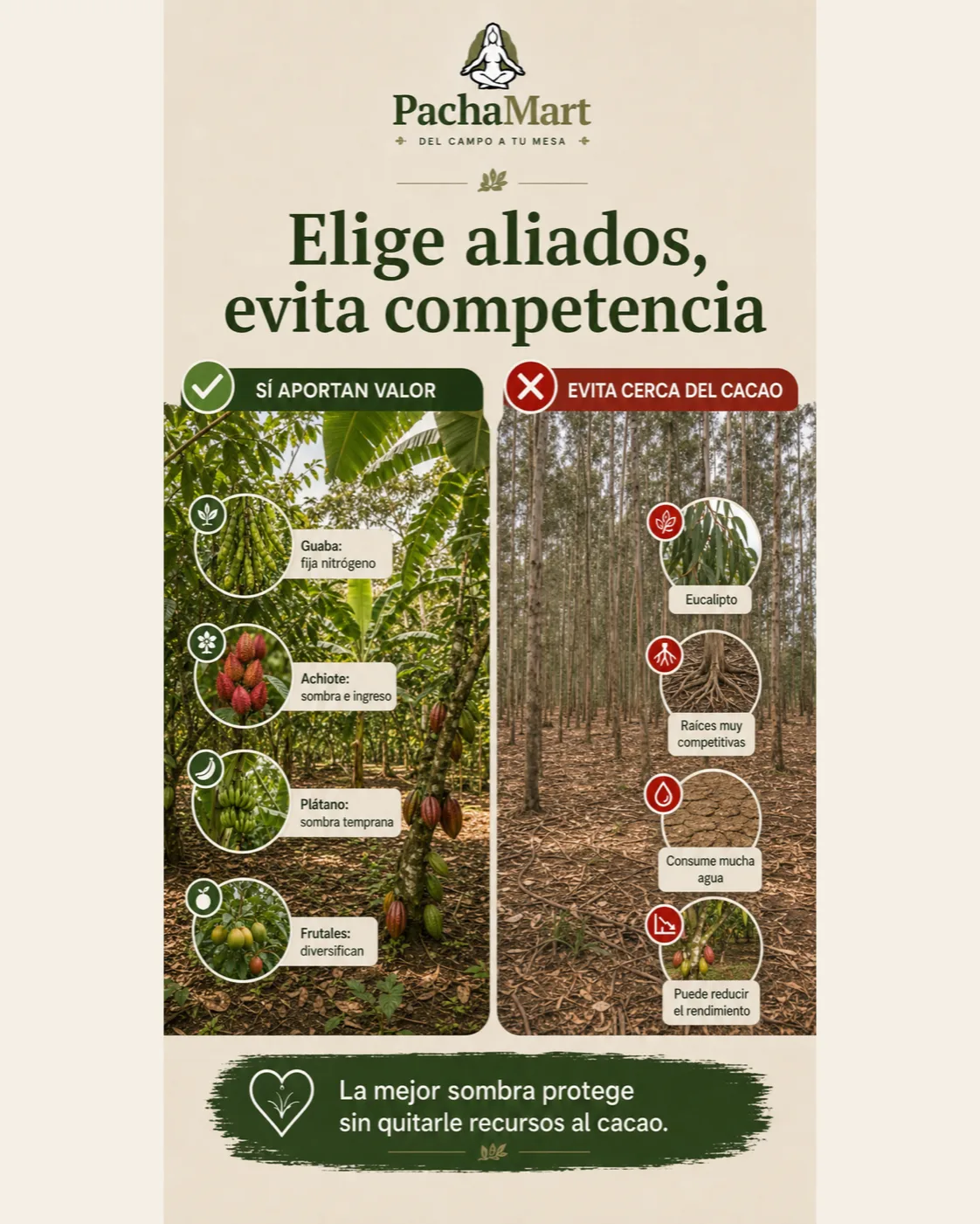 Comparación entre especies aliadas del cacao como guaba, achiote, plátano y frutales, y eucalipto como especie de raíces muy competitivas
