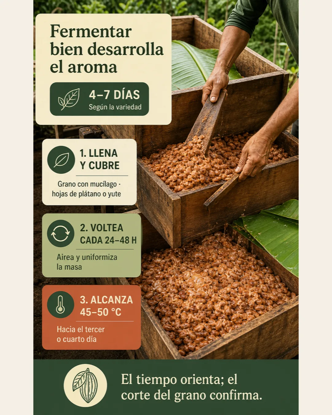 Fermentación del cacao en cajones durante 4 a 7 días, con volteo cada 24 a 48 horas y temperatura de 45 a 50 grados Celsius