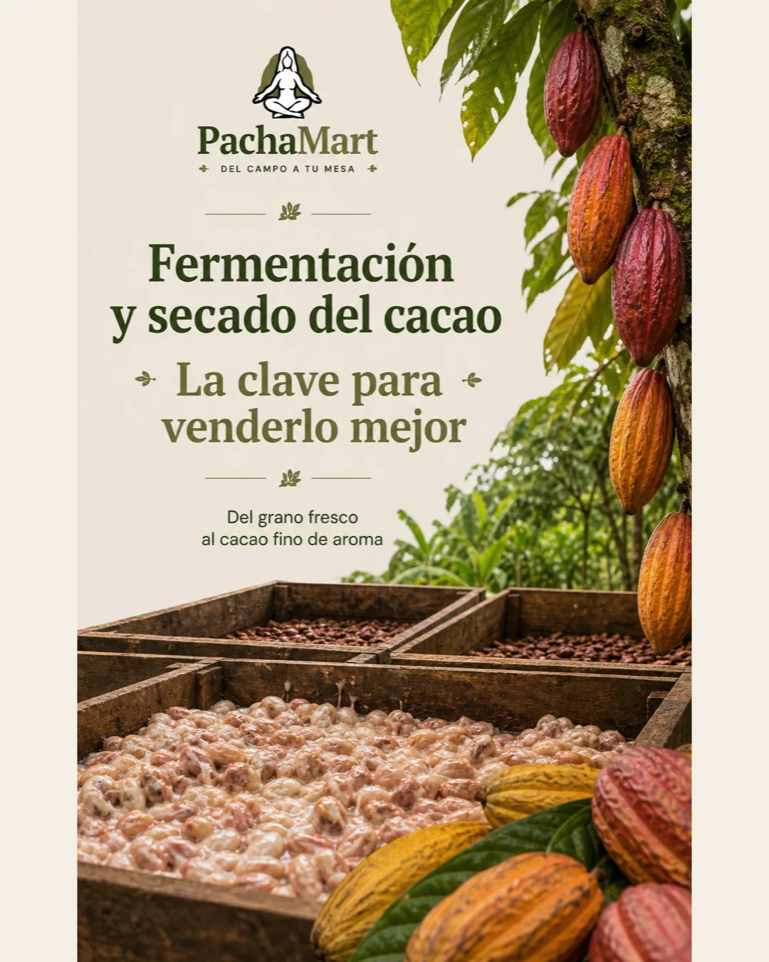 Fermentación y secado del cacao: la clave para venderlo mejor
