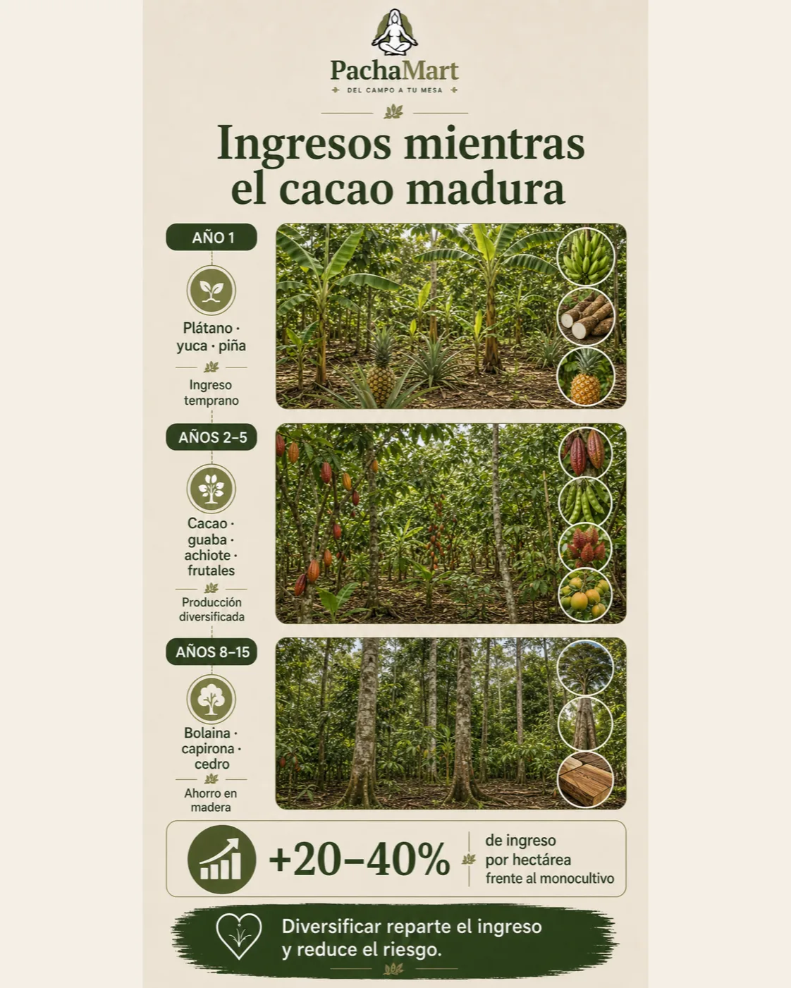 Línea de tiempo de ingresos en un sistema agroforestal de cacao: cultivos de ciclo corto el primer año, cacao y frutales entre 2 y 5 años, y madera entre 8 y 15 años