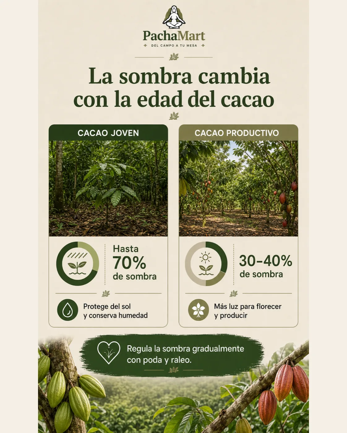 Comparación de la sombra recomendada para cacao joven, hasta 70%, y cacao productivo, entre 30% y 40%