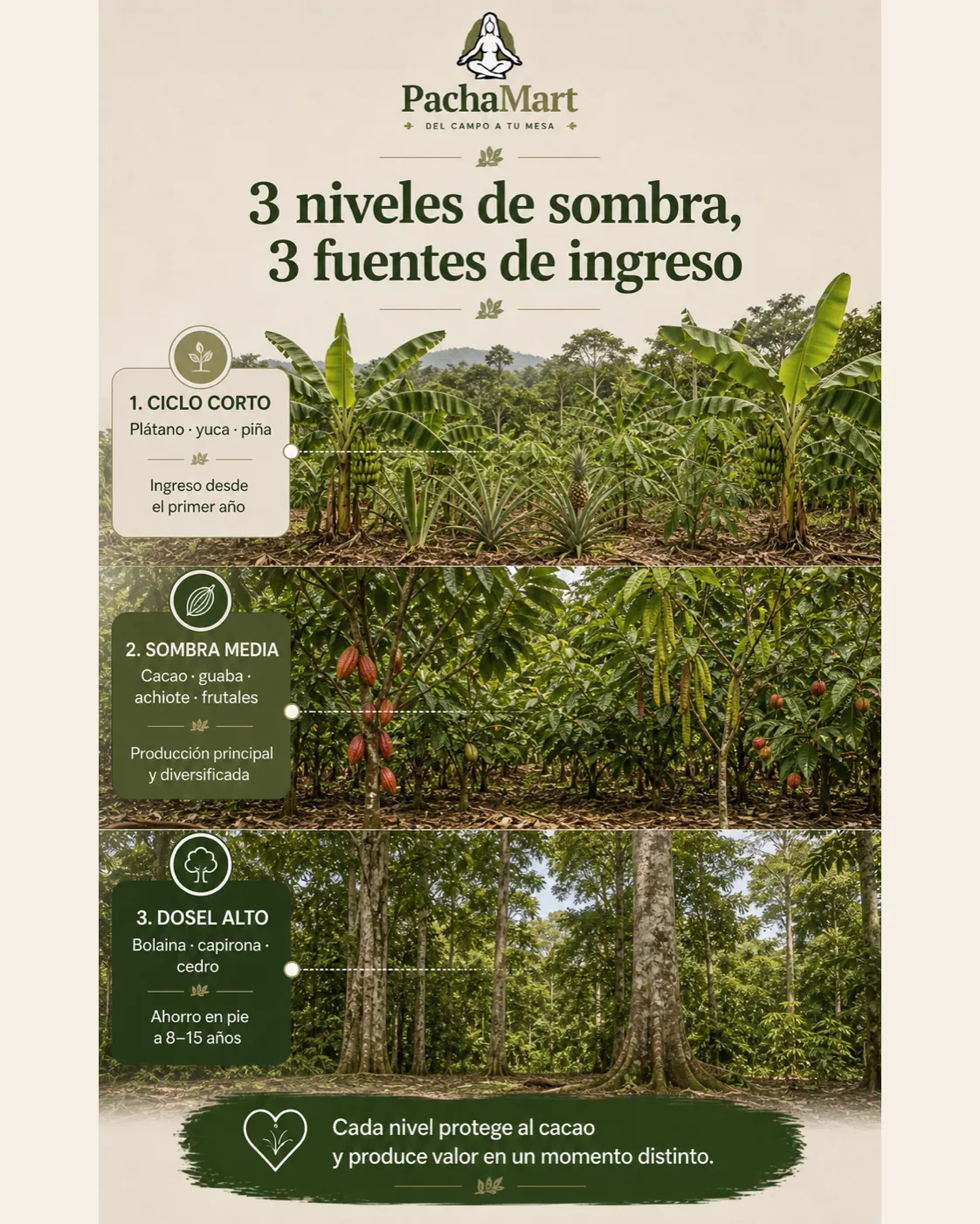 Infografía de un sistema agroforestal de cacao con tres niveles productivos: cultivos de ciclo corto, sombra media y árboles de dosel alto