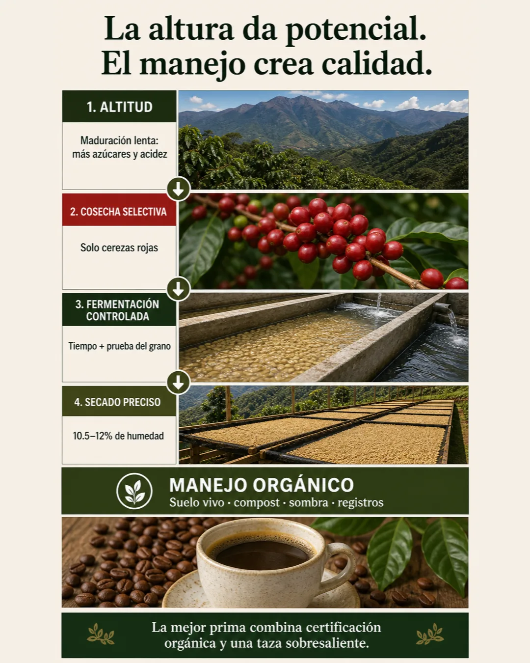 Resumen de los cuatro pasos que convierten el potencial del café de altura en calidad: altitud, cosecha selectiva, fermentación controlada y secado preciso