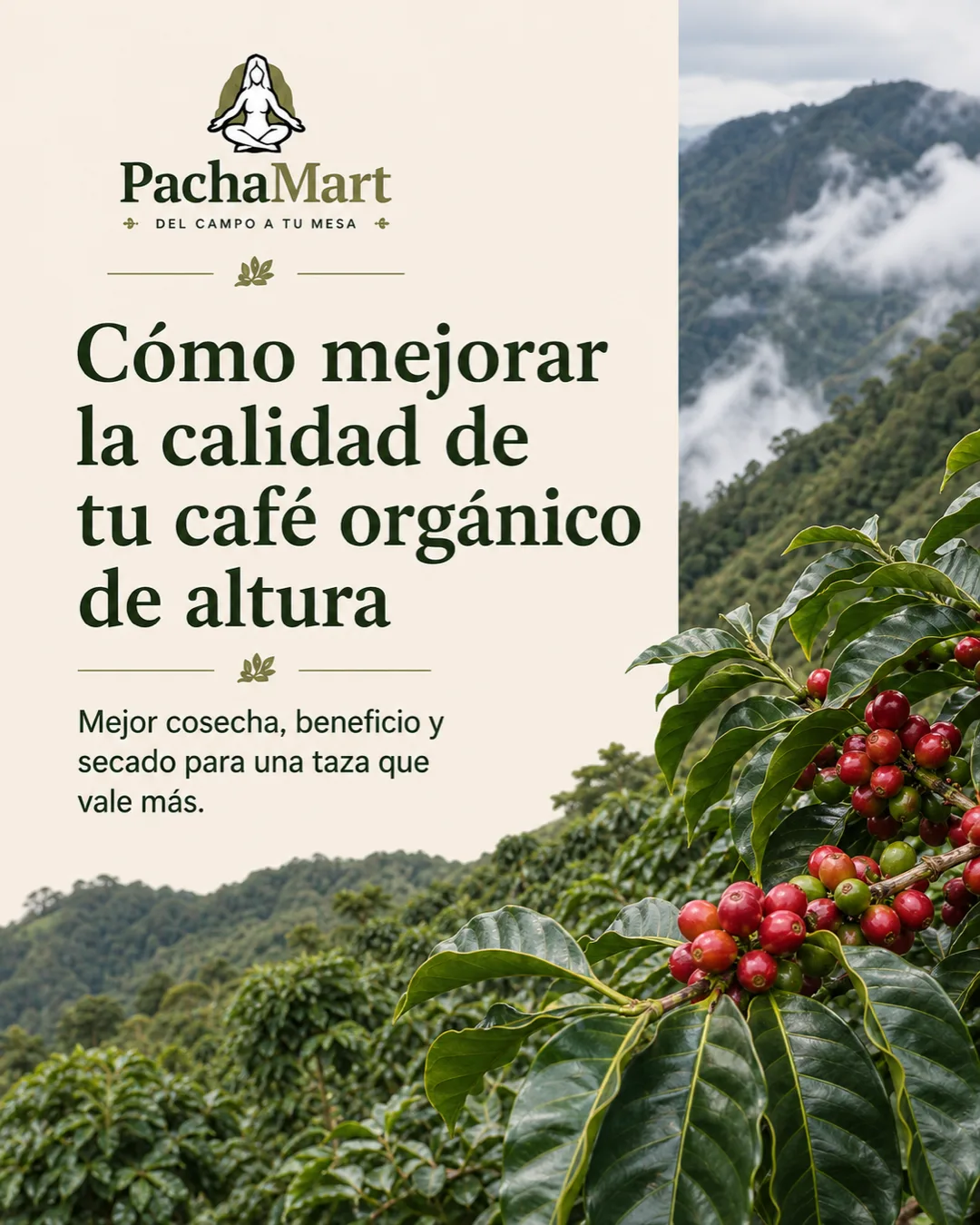 Cómo mejorar la calidad de tu café orgánico de altura