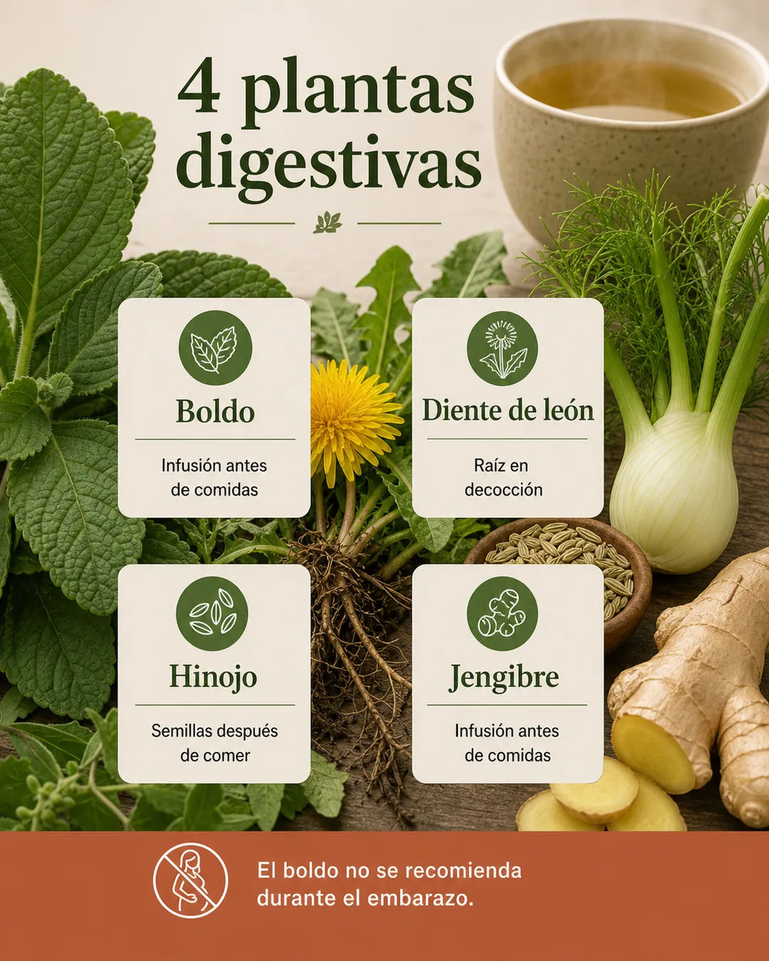 Cuatro plantas digestivas del artículo: boldo, diente de león, hinojo y jengibre, con sus formas de consumo