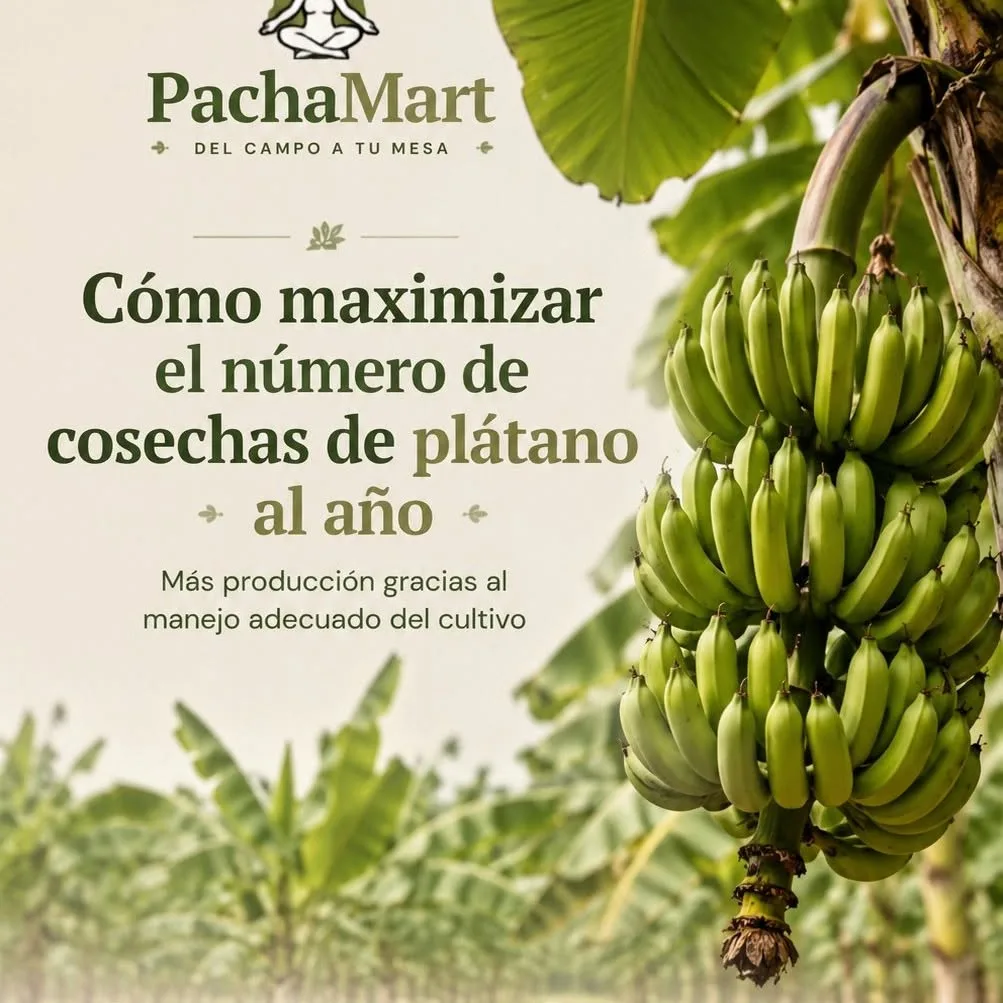 Cómo maximizar el número de cosechas de plátano al año