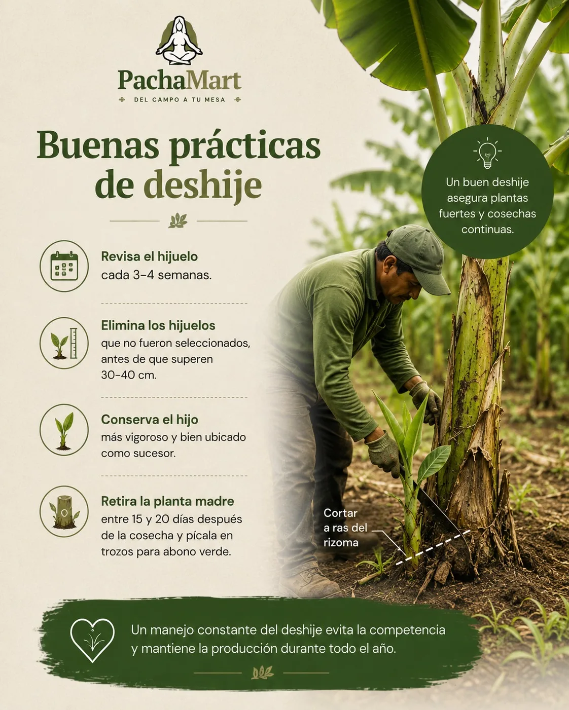 Buenas prácticas de deshije: revisar el hijuelo cada 3-4 semanas, eliminar los no seleccionados antes de 30-40 cm, conservar el hijo más vigoroso y retirar la planta madre 15-20 días después de la cosecha