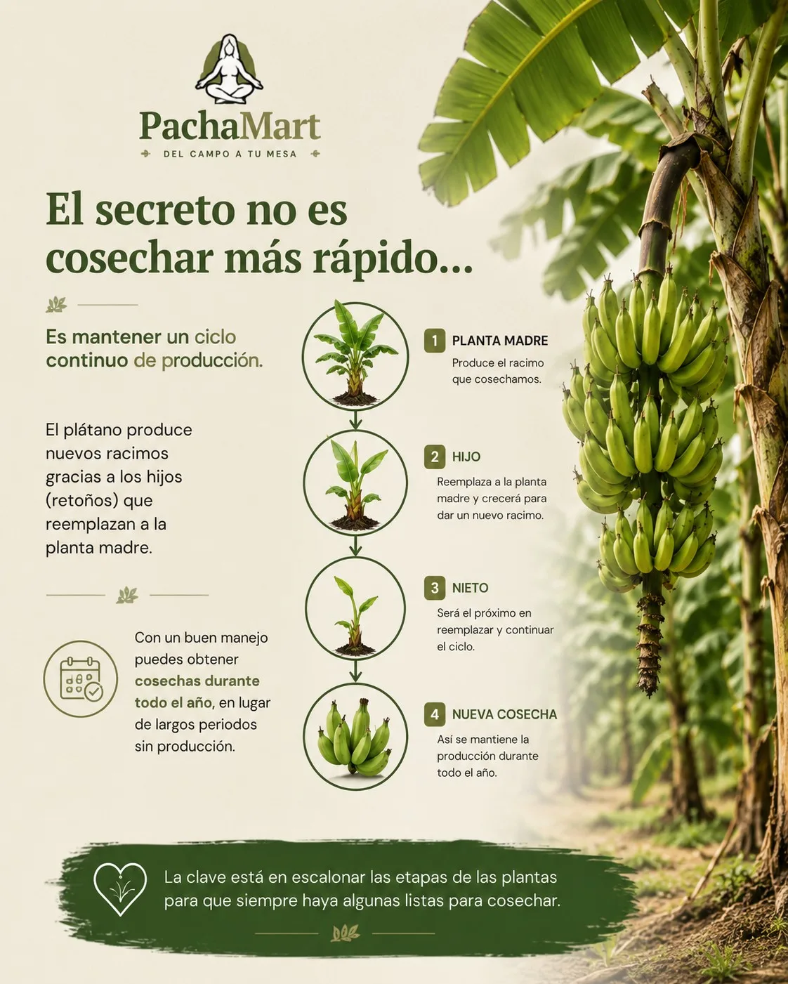 El ciclo de producción del plátano: planta madre, hijo, nieto y nueva cosecha, escalonando las etapas para producir todo el año