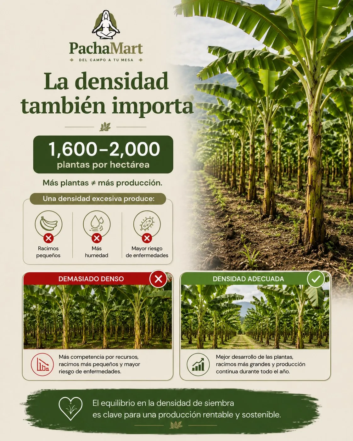 La densidad de siembra también importa: 1,600 a 2,000 plantas por hectárea; una densidad excesiva produce racimos pequeños, más humedad y mayor riesgo de enfermedades