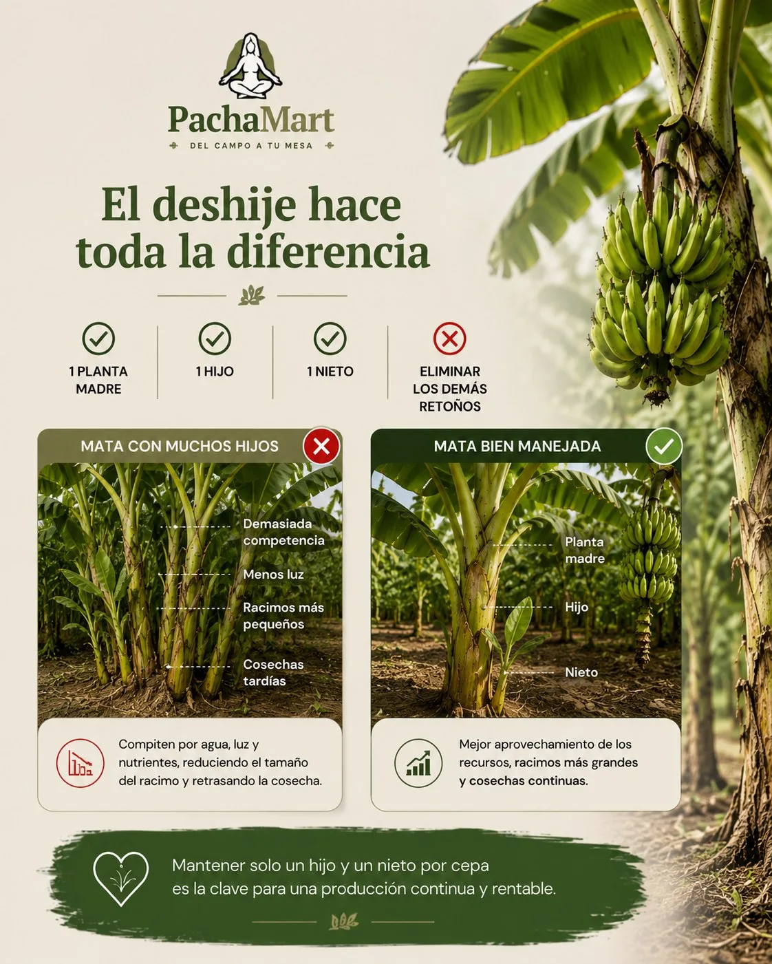 Comparación entre una mata con muchos hijos (demasiada competencia, menos luz, racimos más pequeños, cosechas tardías) y una mata bien manejada con planta madre, hijo y nieto