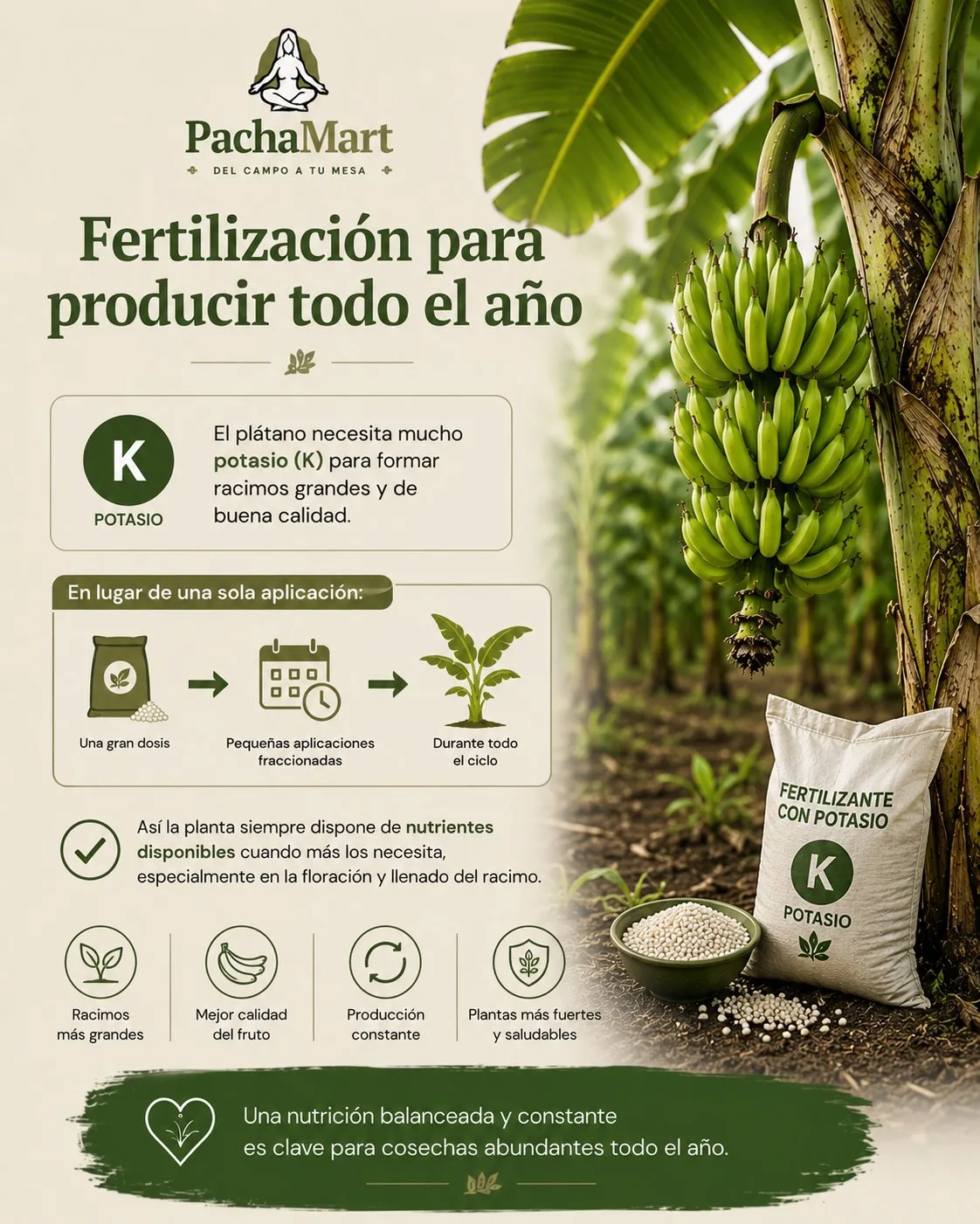 Fertilización para producir todo el año: el plátano necesita mucho potasio (K) para formar racimos grandes; aplicar en pequeñas dosis fraccionadas durante todo el ciclo en vez de una sola gran dosis