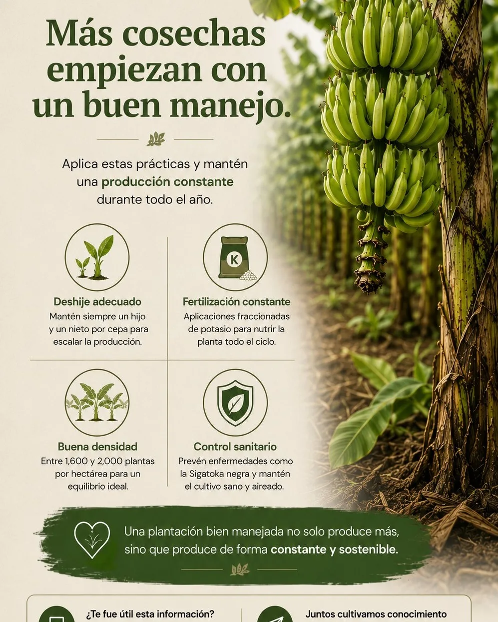 Resumen: más cosechas empiezan con un buen manejo, combinando deshije adecuado, fertilización constante, buena densidad y control sanitario