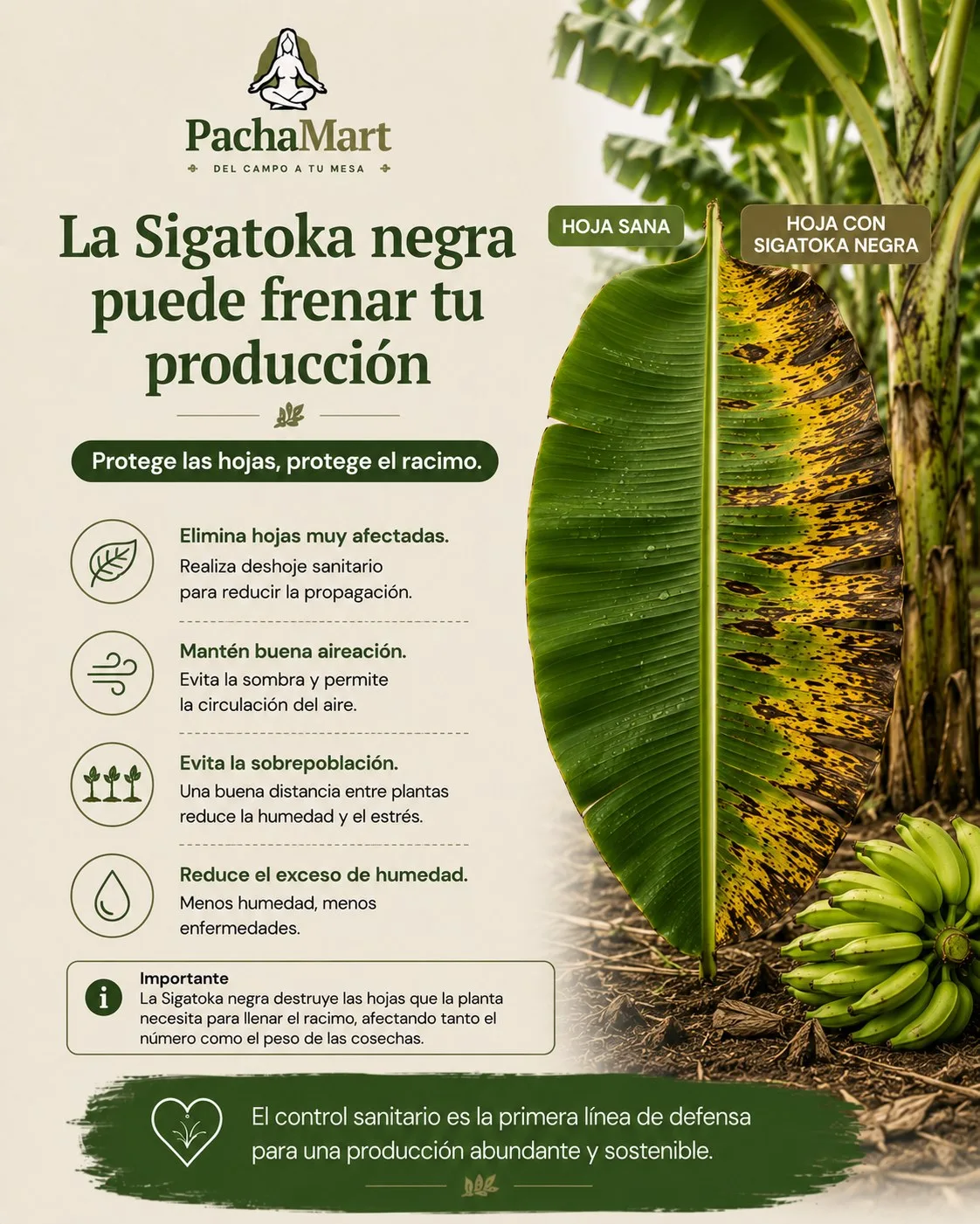 La Sigatoka negra puede frenar tu producción: comparación entre hoja sana y hoja con Sigatoka negra, y prácticas de control como deshoje sanitario, buena aireación y reducir el exceso de humedad