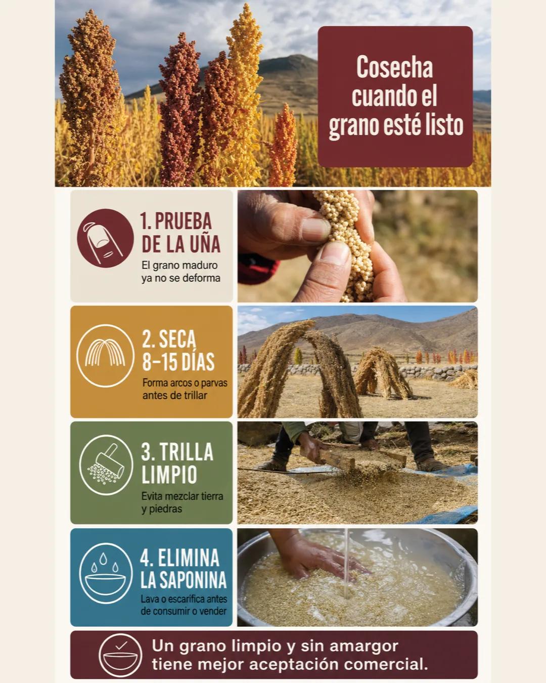 Proceso de cosecha de quinua: prueba de la uña, secado en parvas, trilla limpia y eliminación de saponina