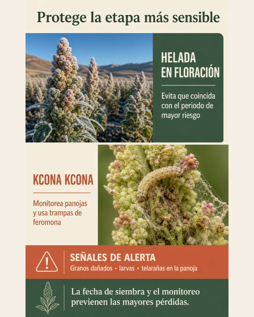Riesgos críticos de la quinua del altiplano: helada durante la floración y daño de la polilla kcona kcona en la panoja