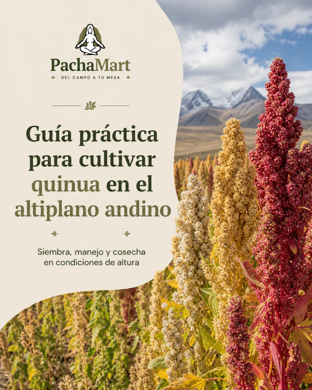 Guía práctica para cultivar quinua en el altiplano andino