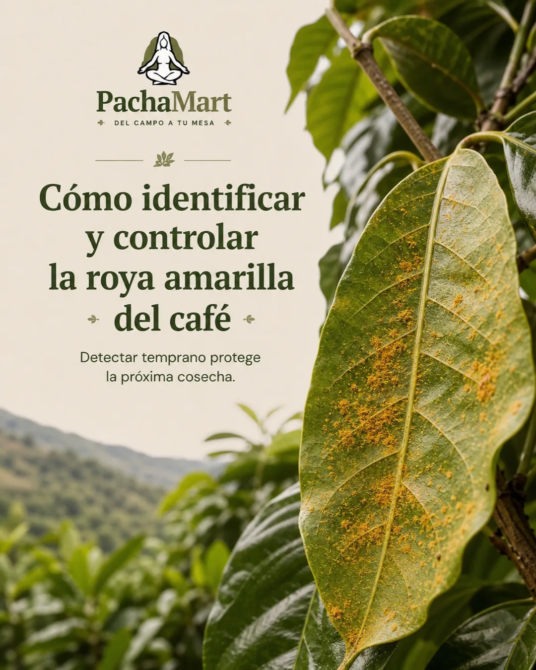 Cómo identificar y controlar la roya amarilla del café