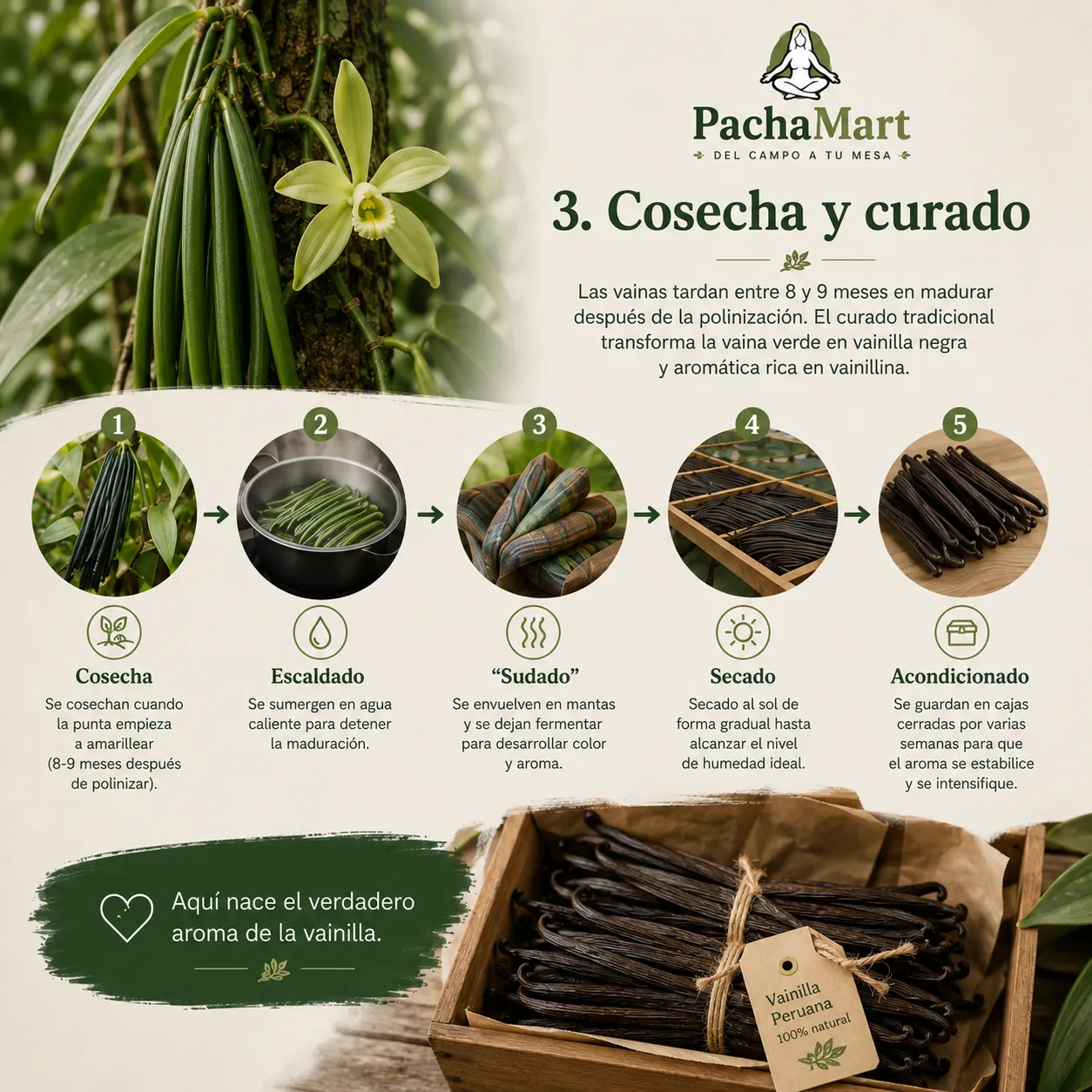 Proceso de cosecha y curado de la vainilla en 5 pasos: cosecha, escaldado, sudado, secado y acondicionado, hasta obtener vainilla negra curada