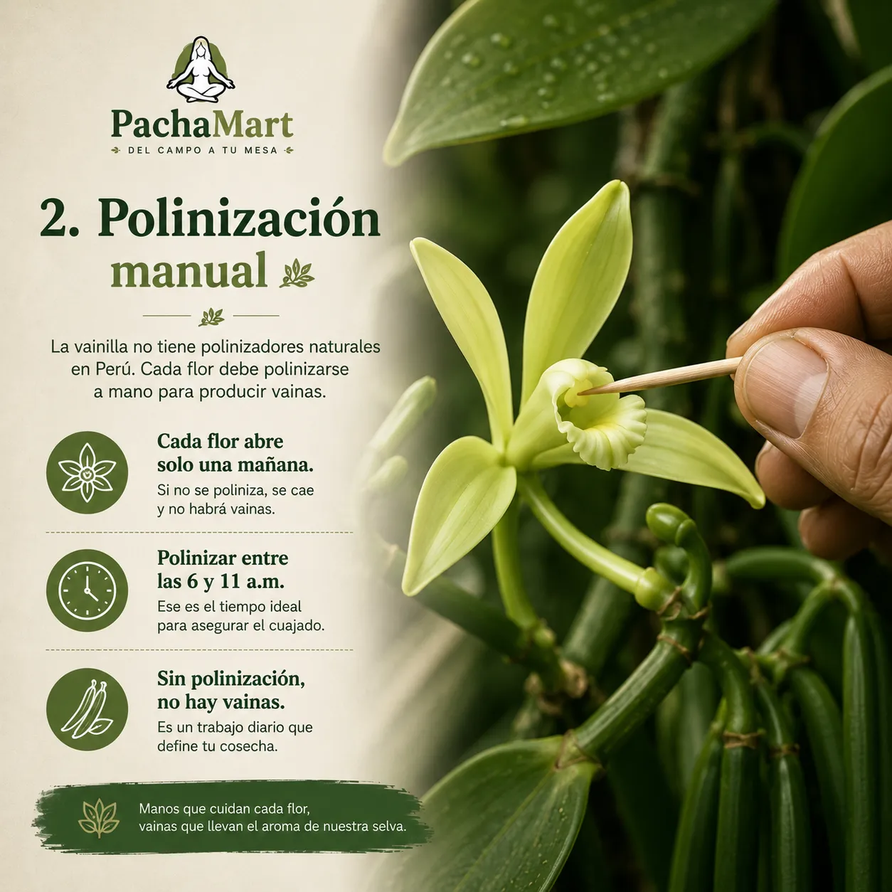 Polinización manual de la flor de vainilla con un palillo delgado, práctica diaria necesaria entre las 6 y las 11 a.m. en la selva peruana