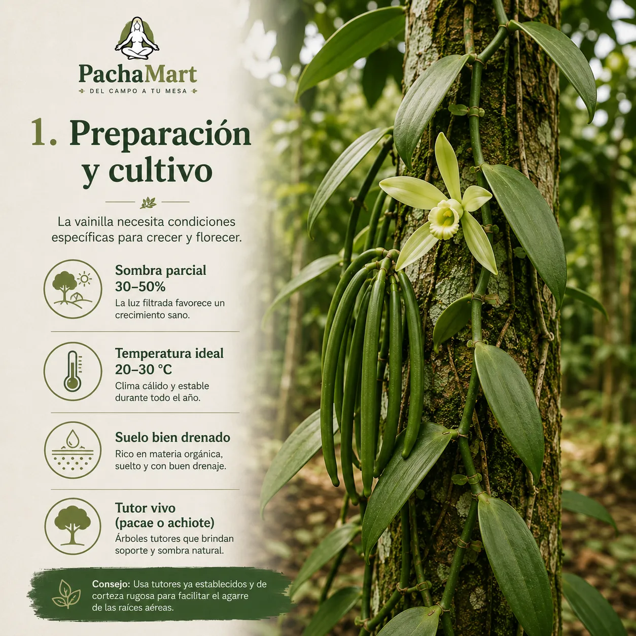 Infografía: preparación y cultivo de vainilla en la selva peruana, con sombra parcial 30-50%, temperatura ideal 20-30°C, suelo bien drenado y tutor vivo como pacae o achiote